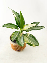 Aglaonema Samen Germinating in Moist Potting Mix