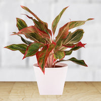 Aglaonema grün mix samen for anpflanzung
