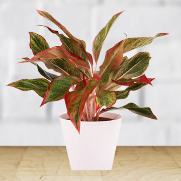 Aglaonema grün mix samen for anpflanzung