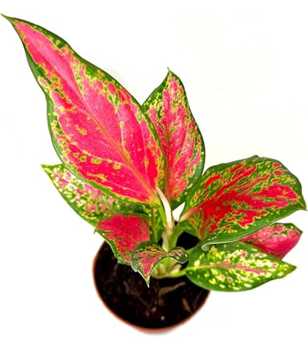 Aglaonema grün mix pflanzen displayed innen