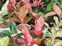 Aglaonema rosa mix pflanze wachsend in indoor topf