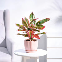 Aglaonema grün mix wachsend in töpfen