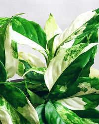 Young Aglaonema Seedlings Anbau Indoors