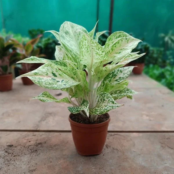 Close-up of aglaonema weiß mix leaves