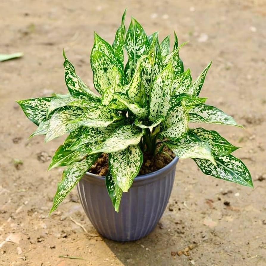 Aglaonema weiß mix wachsend innen