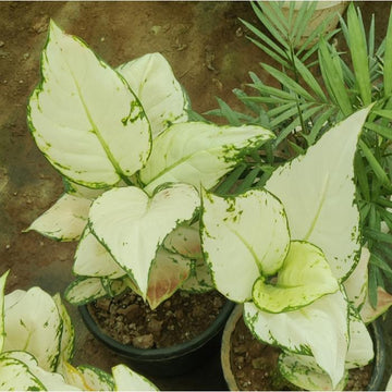 Aglaonema weiß mix samen for anpflanzung