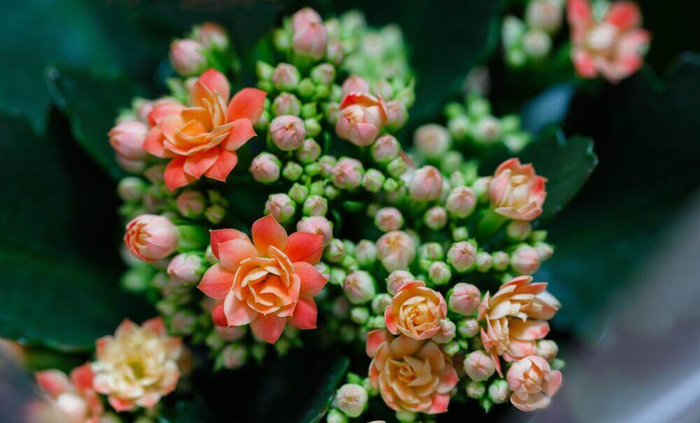 Flammendes Käthchen Gastonis Blumensamen zur Aussaat Bestäuber freundlich Traditionssorte & ohne Gentechnik Samen Hausgarten