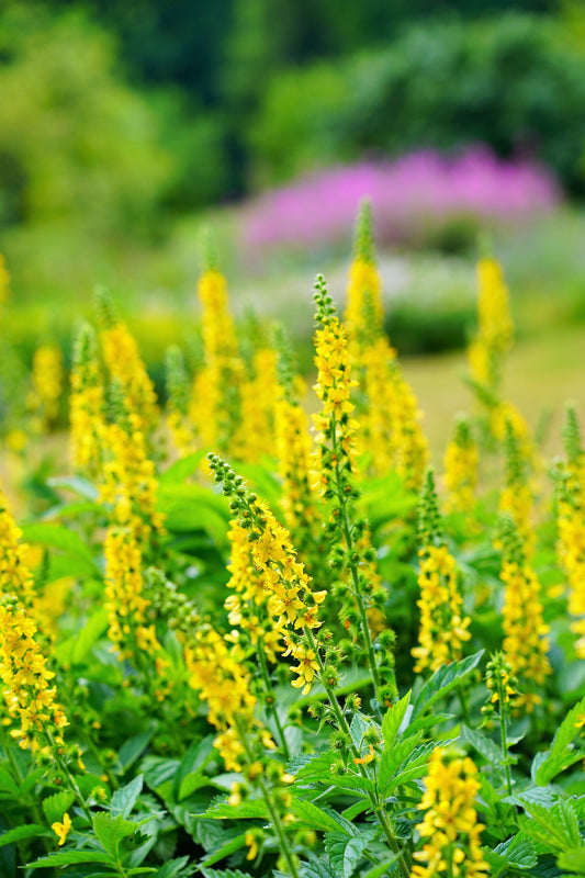 Packet of Agrimony Samen for Aussaat