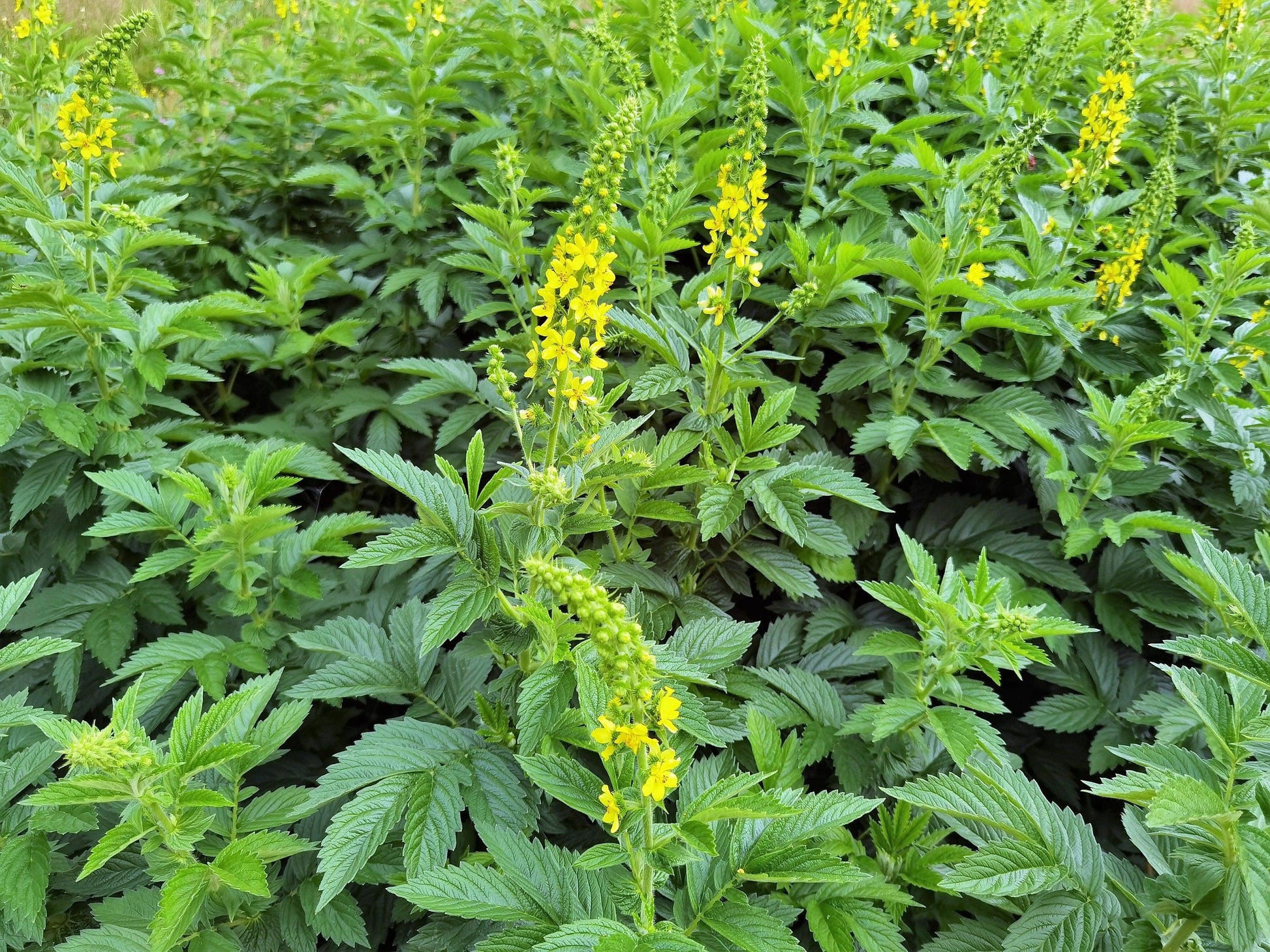 Agrimony Samen sprouting in Garten soil