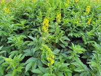 Agrimony Samen sprouting in Garten soil