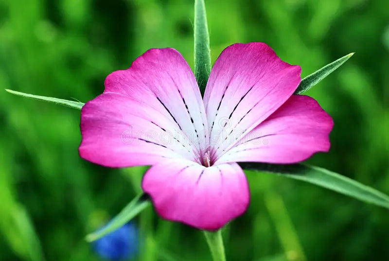 Corncockle Blumensamen zur Aussaat Anzucht Traditionssorte & ohne Gentechnik Samen Hausgarten