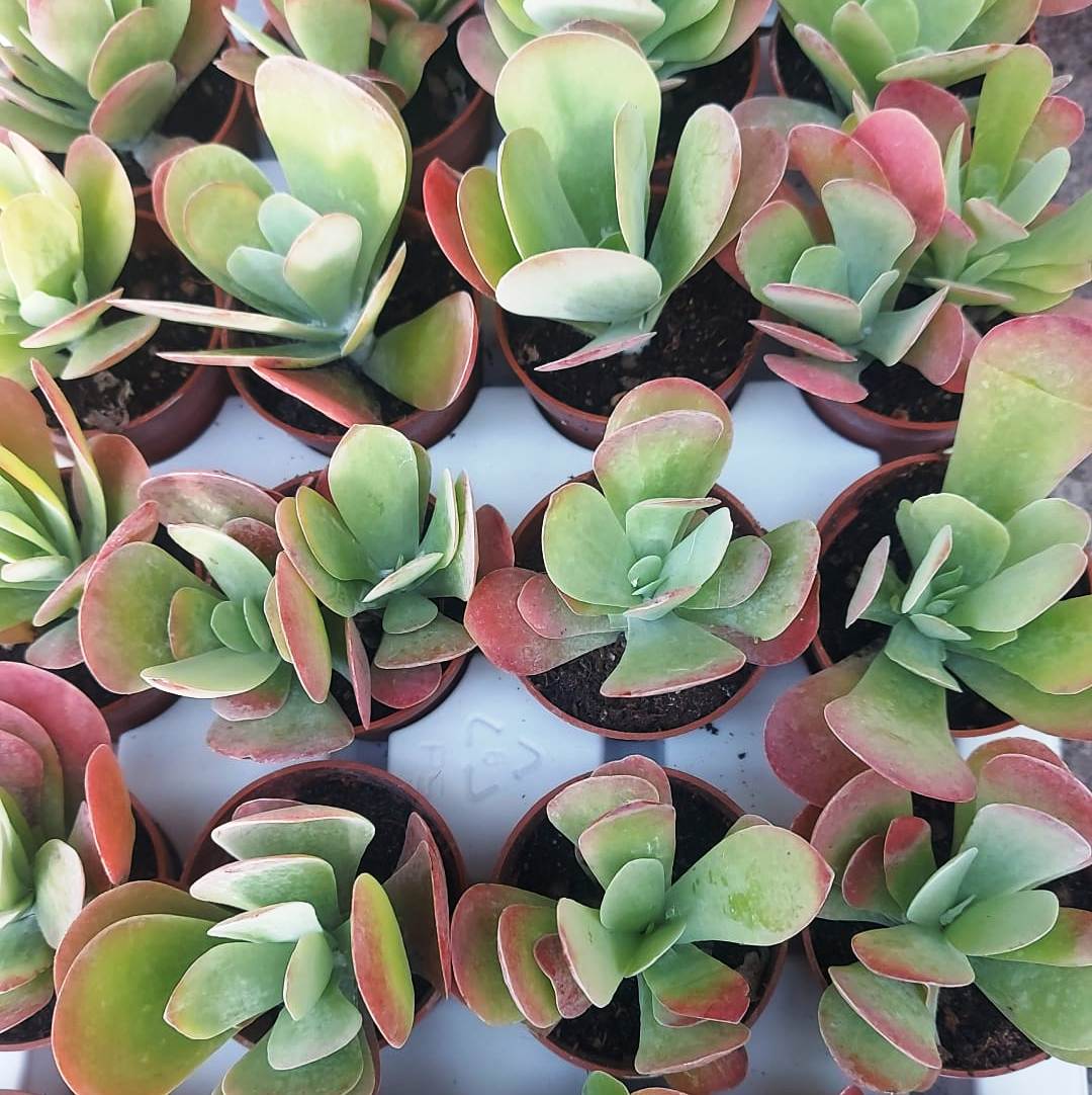 Thyrsiflora Blumensamen zur Aussaat ideal Rabatten Traditionssorte & ohne Gentechnik Samen Hausgarten