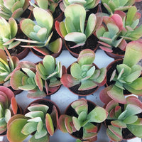 Thyrsiflora Blumensamen zur Aussaat ideal Rabatten Traditionssorte & ohne Gentechnik Samen Hausgarten