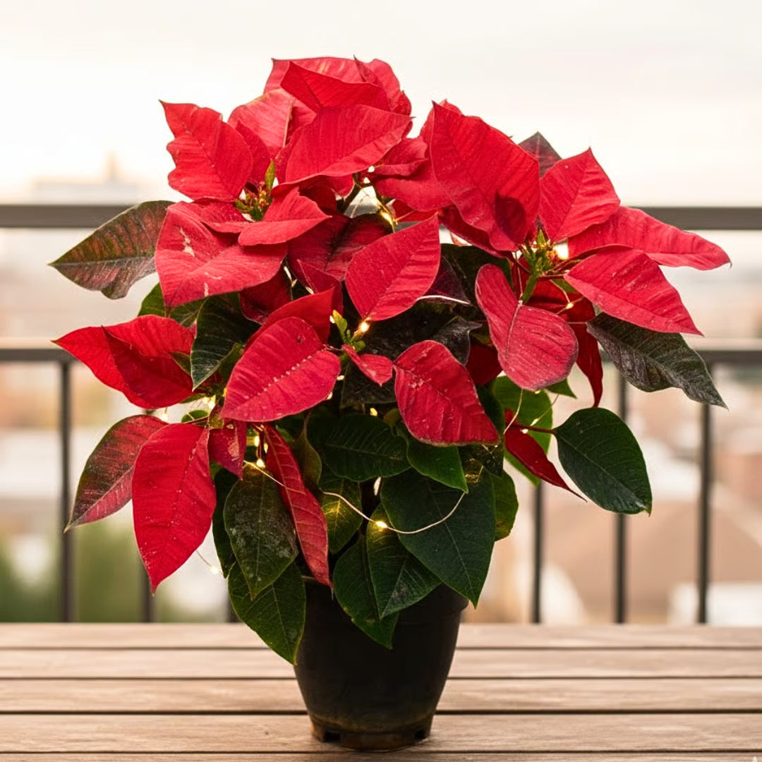 Weihnachtsstern Blumensamen zur Aussaat – Landhaus Garten wichtig – Traditionssorte & ohne Gentechnik Samen Hausgarten