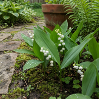 Maigloeckchen Samen Rosa Convallaria