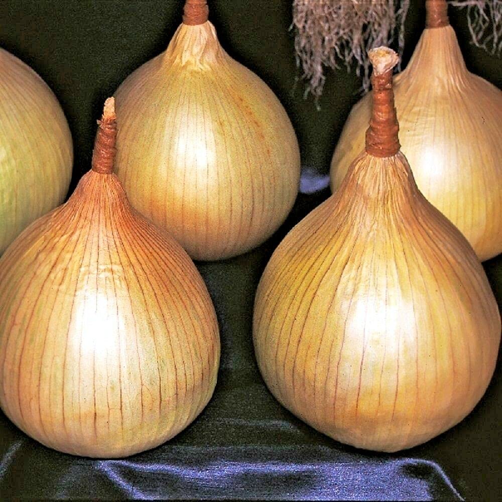 Ailsa craig onion seedlings wachsend