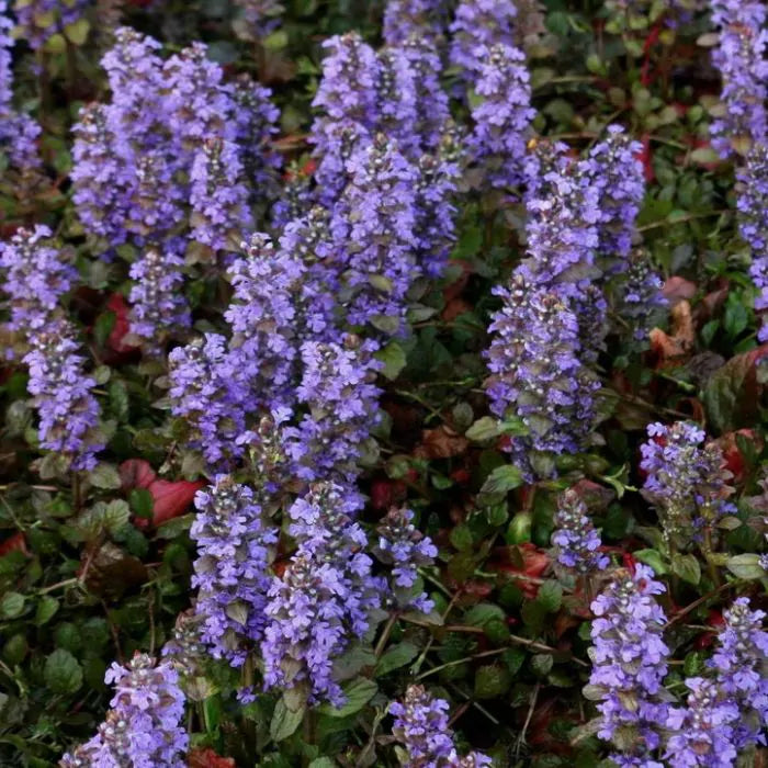 Ajuga Reptans Blumensamen zur Aussaat hochwertige Qualitäts- Traditionssorte & ohne Gentechnik Samen Hausgarten