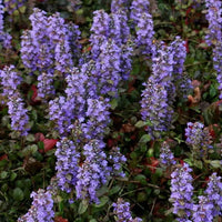 Ajuga Reptans Blumensamen zur Aussaat hochwertige Qualitäts- Traditionssorte & ohne Gentechnik Samen Hausgarten