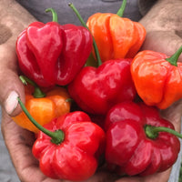 Aji Cubano Dulce Cachucha Pepper Samen zum Pflanzen
