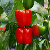 Ajito pepper seedlings sprouting aus non gmo capsicum spp samen
