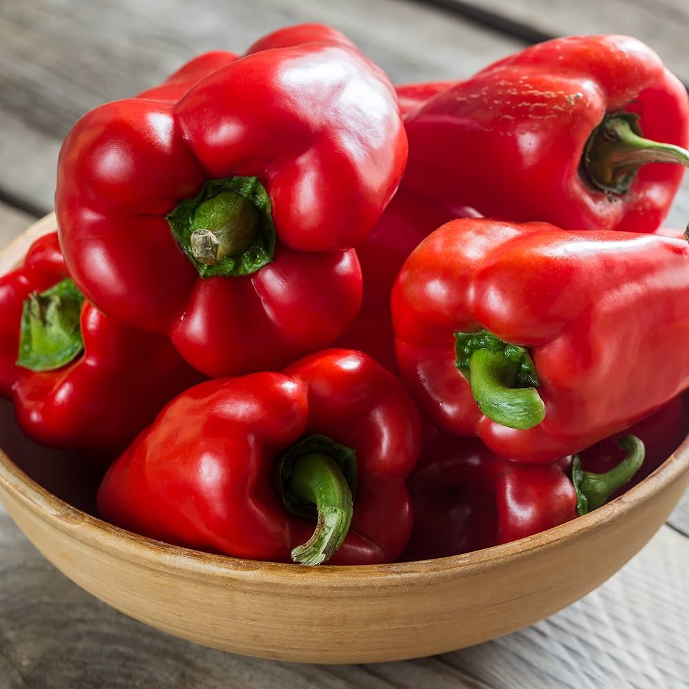 Ajito pepper pflanzen wachsend in home gemüse patch