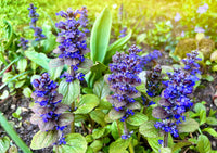 Ajuga Blumensamen zur Aussaat ideal Rabatten Traditionssorte & ohne Gentechnik Samen Hausgarten