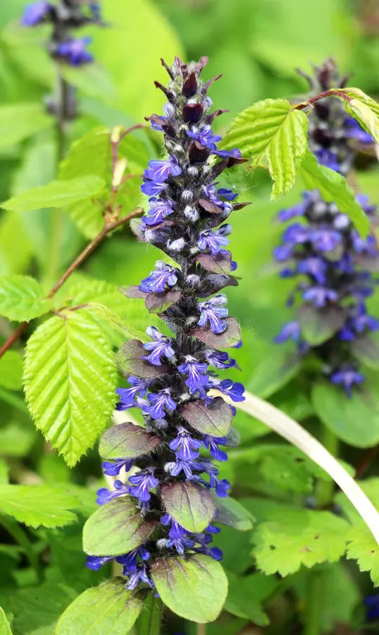 Lavendel Labiatae Blumensamen zur Aussaat robust Sorte Traditionssorte & ohne Gentechnik Samen Hausgarten