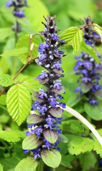 Lavendel Labiatae Blumensamen zur Aussaat robust Sorte Traditionssorte & ohne Gentechnik Samen Hausgarten