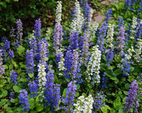 Ajuga Blumensamen zur Aussaat hochwertige Qualitäts- Traditionssorte & ohne Gentechnik Samen Hausgarten