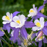 Lila Columbines Blumensamen zur Aussaat leuchtend Blüten Traditionssorte & ohne Gentechnik Samen Hausgarten