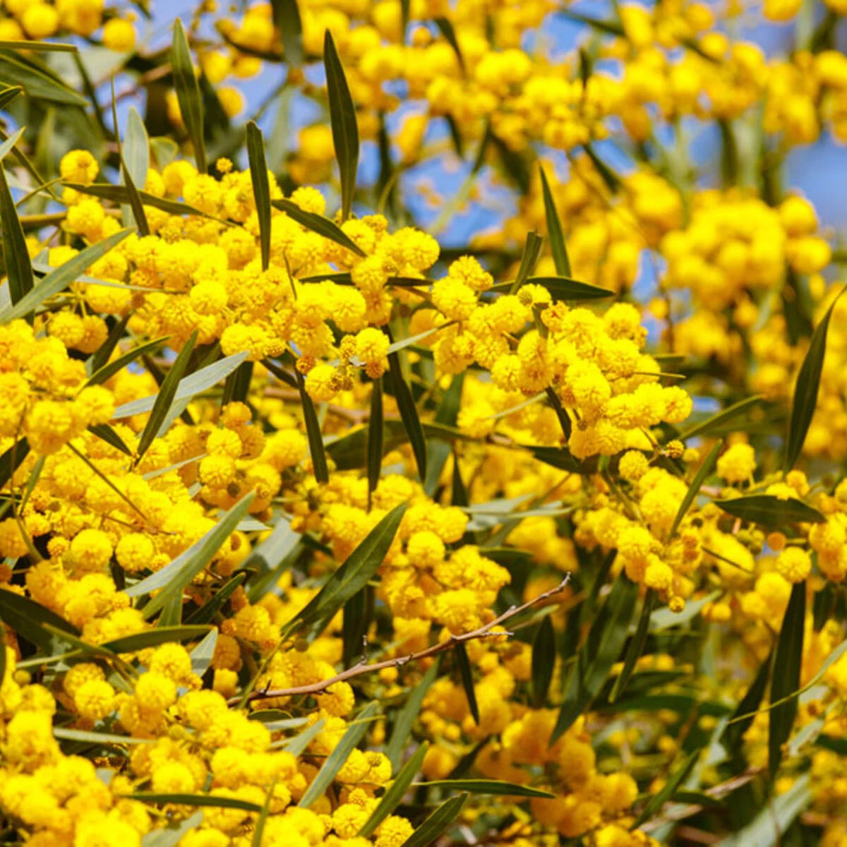 hell Grün Acacia Blumensamen zur Aussaat Drought verträglich Traditionssorte & ohne Gentechnik Samen Hausgarten