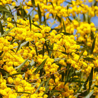 hell Grün Acacia Blumensamen zur Aussaat Drought verträglich Traditionssorte & ohne Gentechnik Samen Hausgarten