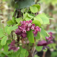 Akebia Blumensamen – ideal für Ihren Garten Aussaat