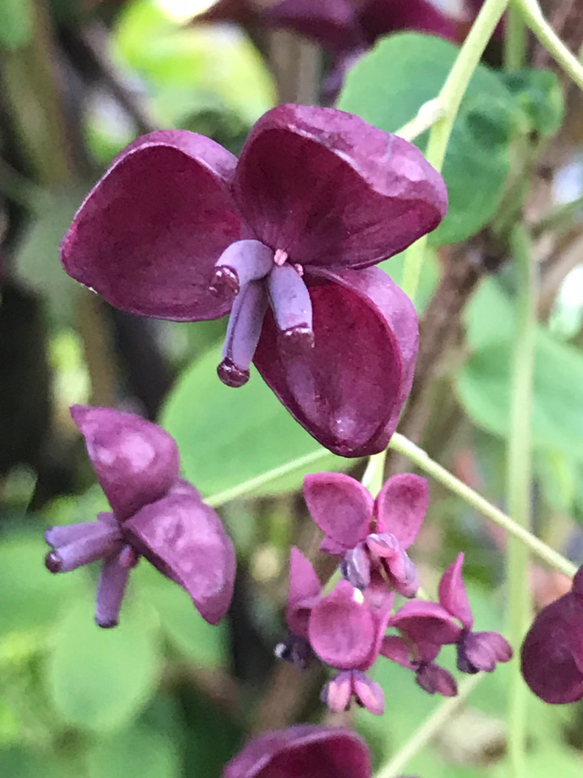 Akebia Blumensamen zur Aussaat Anzucht Traditionssorte & ohne Gentechnik Samen Hausgarten