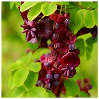 Akebia Quinata Blumensamen zur Aussaat – Landhaus Garten wichtig – Traditionssorte & ohne Gentechnik Samen Hausgarten