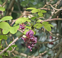 Akebia Blumensamen zur Aussaat – leuchtend – Traditionssorte & ohne Gentechnik Samen Hausgarten