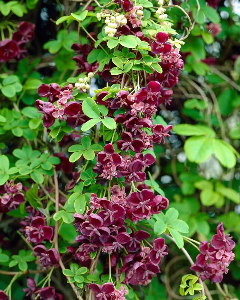 Akebia quinata blume samen for anpflanzung