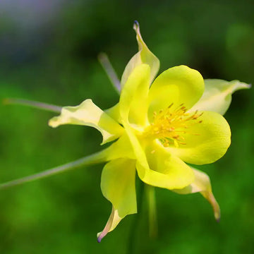 Akelei Gelb Blumensamen zur Aussaat – hochwertige Qualitäts- Samen