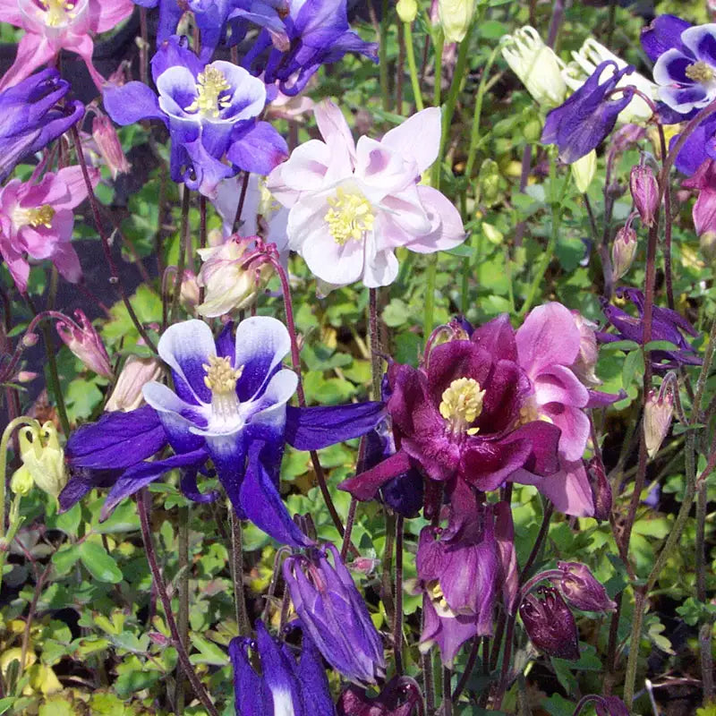 Lila Akelei Blumensamen zur Aussaat – Anzucht – Traditionssorte & ohne Gentechnik Samen Hausgarten