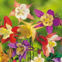 Lila Akelei Blumensamen zur Aussaat – Anzucht – Traditionssorte & ohne Gentechnik Samen Hausgarten