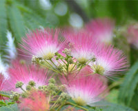 Creme Albizia Blumensamen zur Aussaat robust Sorte Traditionssorte & ohne Gentechnik Samen Hausgarten