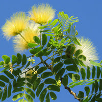 Albizia cream blume samen for anpflanzung