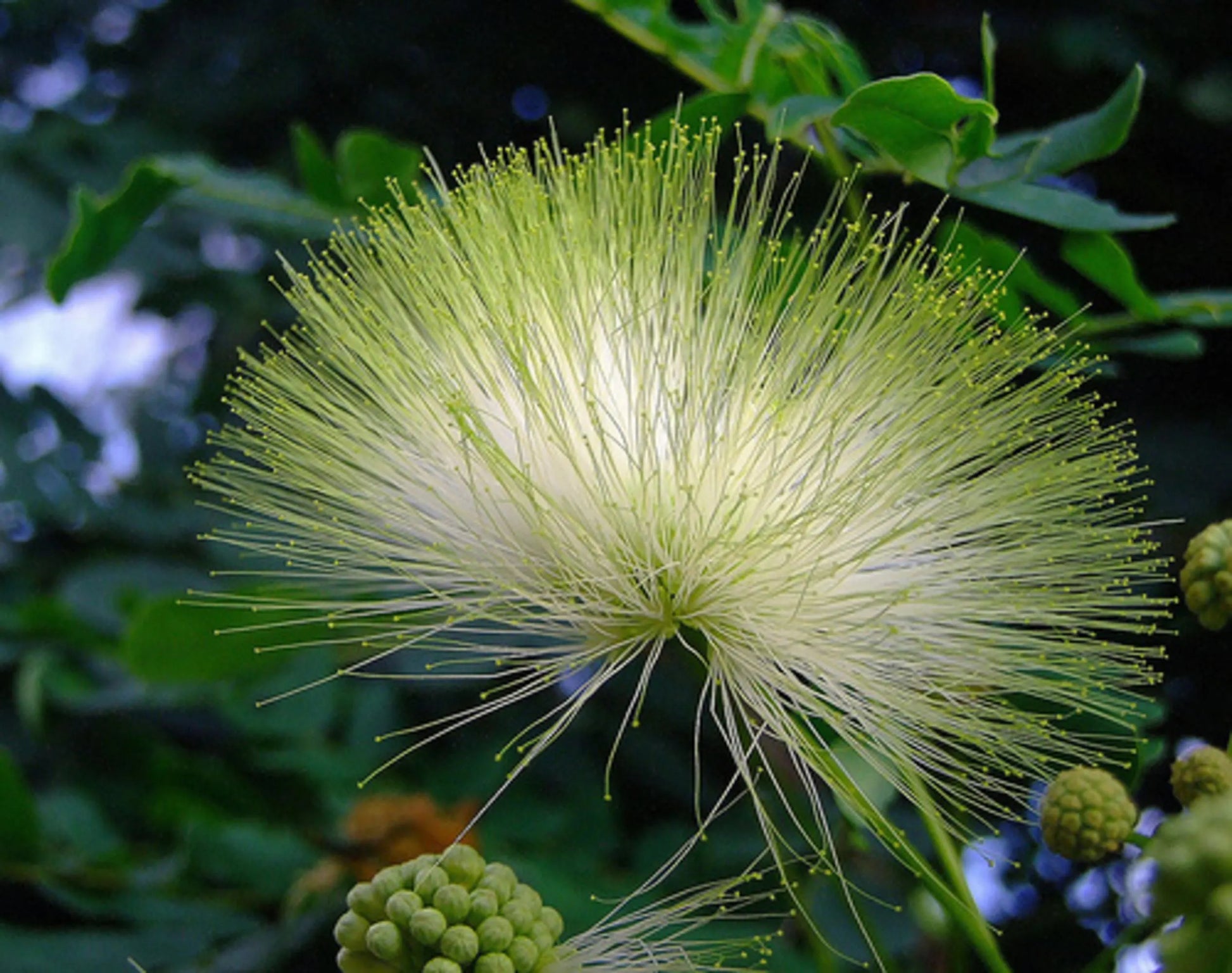 Albizia blume samen for anpflanzung – grün variety