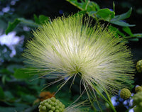 Albizia blume samen for anpflanzung – grün variety