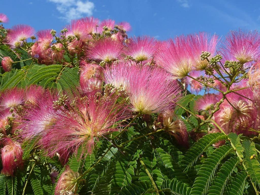 Close-up of rosa albizia blooms
