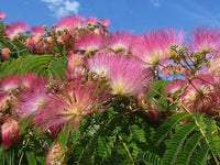 Close-up of rosa albizia blooms