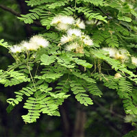 Albizia blume tree for gardens and landscapes