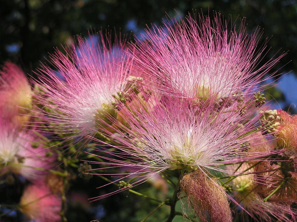 Albizia tree samen for park anpflanzung