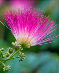 Rosa Weiß Mimosa Blumensamen zur Aussaat – pflegeleicht – Traditionssorte & ohne Gentechnik Samen Hausgarten