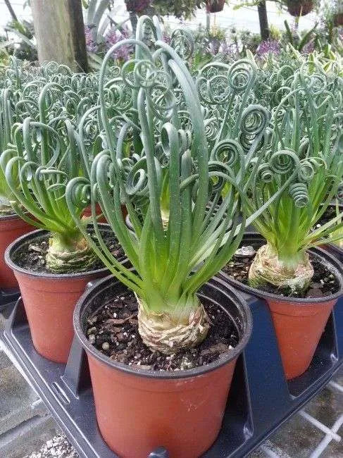 Spiralis Blumensamen zur Aussaat Anzucht Traditionssorte & ohne Gentechnik Samen Hausgarten